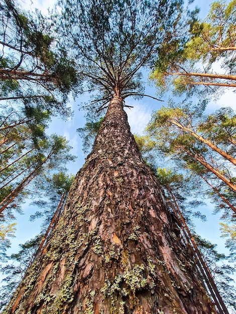 Onderaanzicht van pijnboomstam Hoge bomen in het zomerbos Ecologie en milieubehoud concept