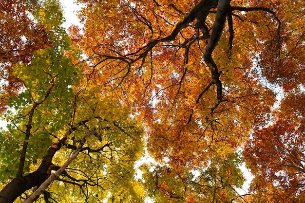 Onderaanzicht van prachtige herfstbomen met vergeelde bladeren