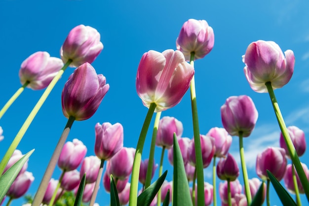 Onderaanzicht van roze tulpenbloemen met blauwe hemelachtergrond