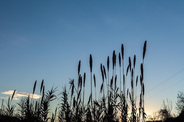 ondergaande zon op de achtergrond met een boom op de voorgrond