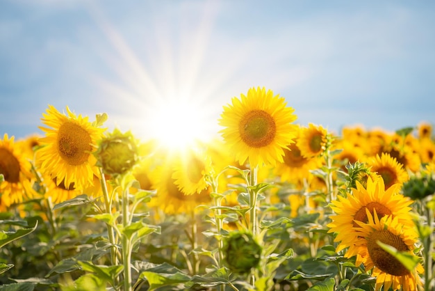 Ondergaande zon over het veld met bloeiende zonnebloemen