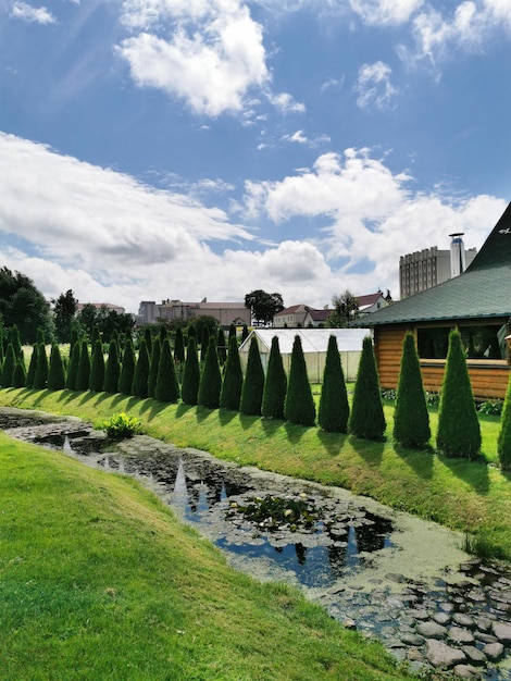 Ondermaatse thuja Piramidale naaldheesters in landschapsarchitectuur Landschapsarchitectuur van een land