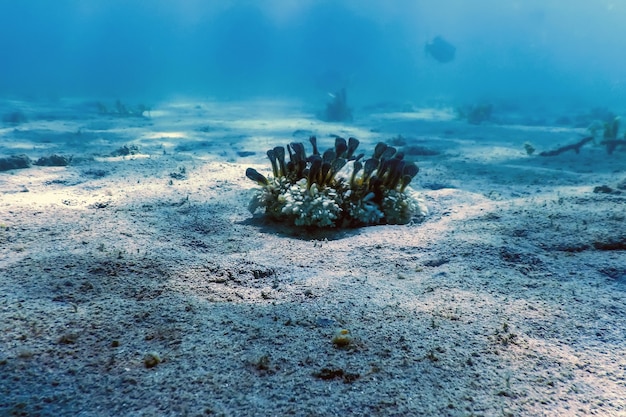 Ondersteboven kwallen (Cassiopea andromeda), zeeleven