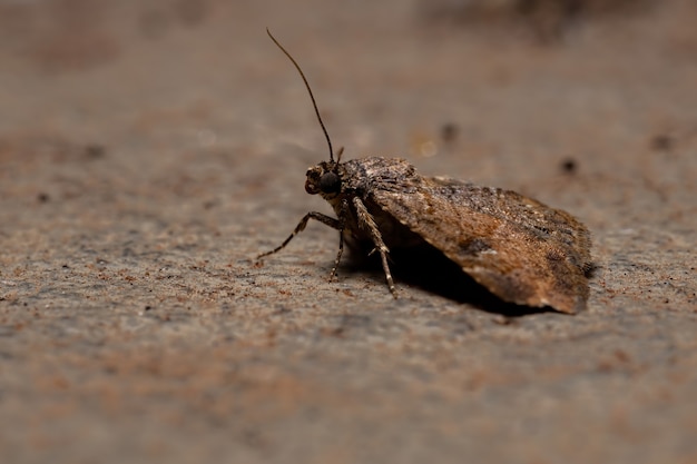 Ondervleugelmot van de familie Erebidae