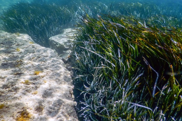 Onderwater achtergrond met zeewier