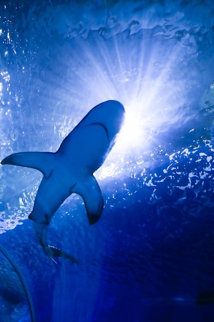 Onderwater blauwe achtergrond met zonnestralen en grote haai zwemmen in groot zeewateraquarium in oceana...