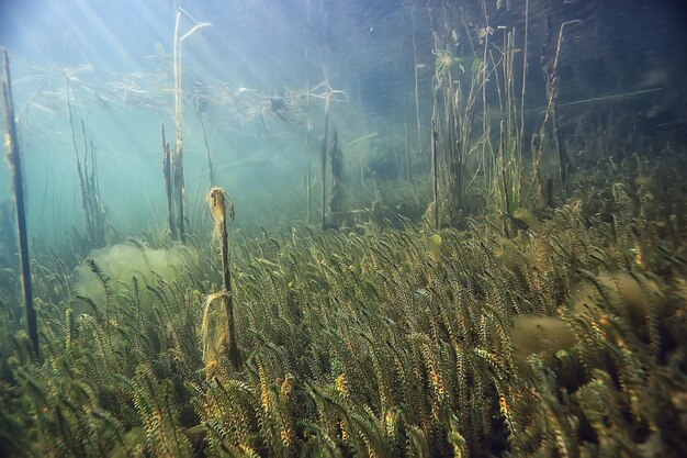 onderwater groen landschap / natuur onderwater eco ecologie meer, wild duiken