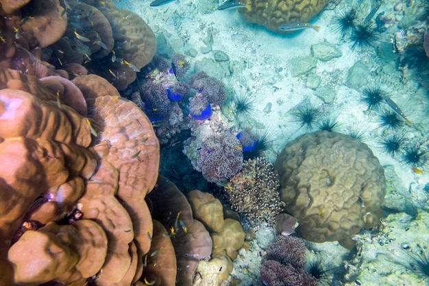 Onderwater kleurrijk koraalrif en vissen in de Andamanzee