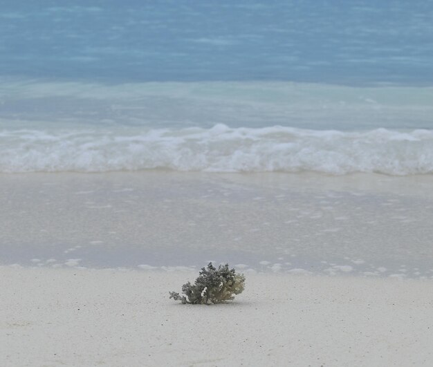 onderwater koraal op wit zand op het strand