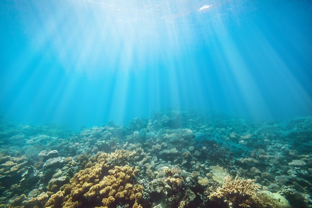 Onderwater koraalrif aan de rode zee