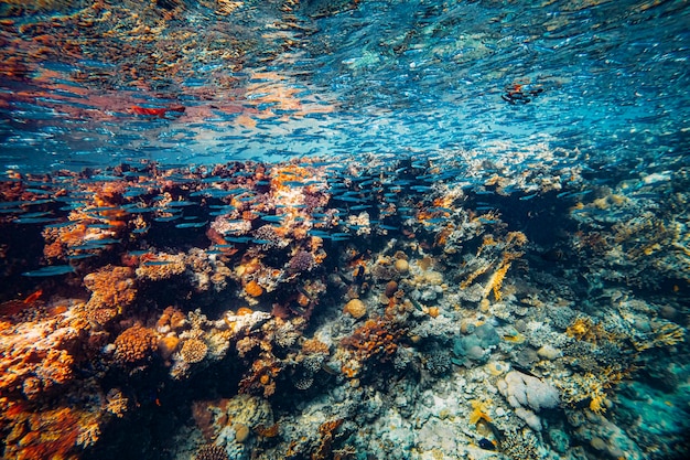 Onderwater koraalrif op de rode zee