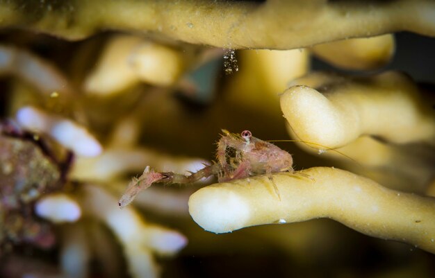 Onderwater macrofotografie van zeedieren. Vegetatie, wezens onder water. Zeeleven onder water in de oceaan. Observatie dierenwereld. Duikavontuur in de Rode Zee, kust Afrika