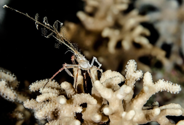 Onderwater macrofotografie van zeedieren. Vegetatie, wezens onder water. Zeeleven onder water in de oceaan. Observatie dierenwereld. Duikavontuur in de Rode Zee, kust Afrika