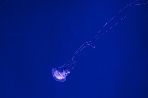 Onderwater schieten van mooie Amakusa Kwallen kleine Sanderia Malayensis