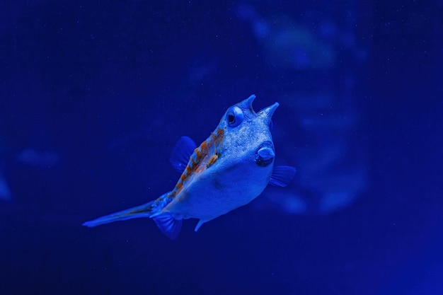 Onderwater schot van vis Lactoria cornuta close-up