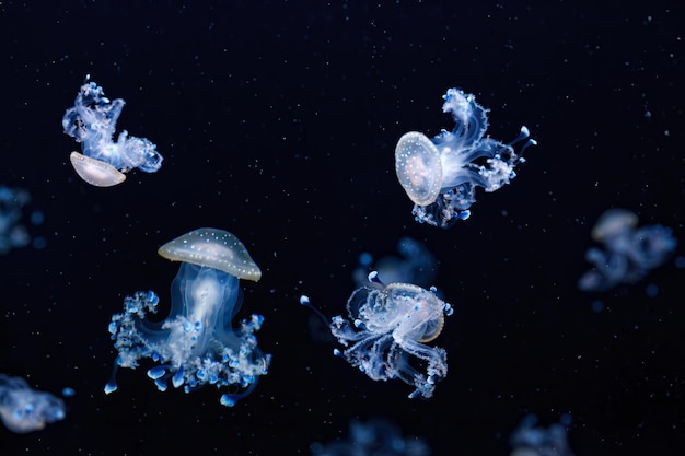 Onderwater shot van een prachtige Australische Spotted Jellyfish close-up