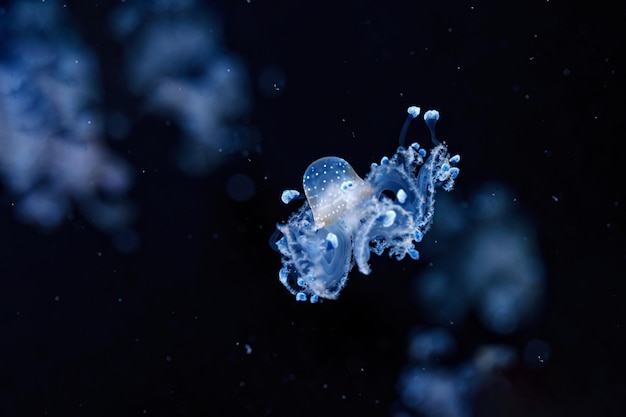 Onderwater shot van een prachtige Australische Spotted Jellyfish close-up