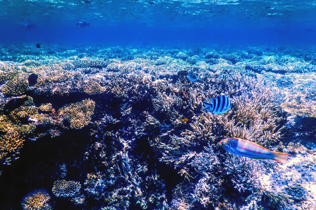 Onderwater uitzicht op het koraalrif, Tropische wateren, Zeeleven