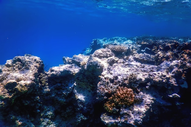 Onderwater uitzicht op het koraalrif, Tropische wateren, Zeeleven