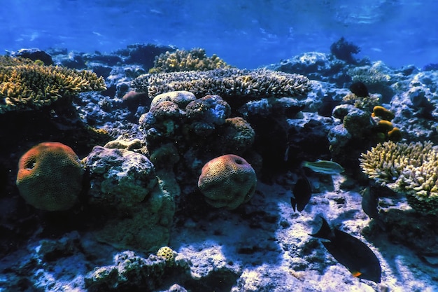 Onderwater uitzicht op het koraalrif, Tropische wateren, Zeeleven