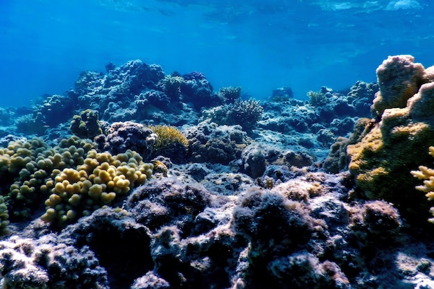 Onderwater uitzicht op het koraalrif, Tropische wateren, Zeeleven