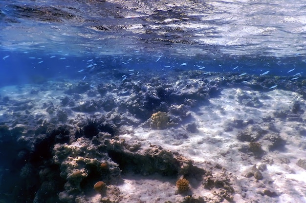 Onderwater uitzicht op het koraalrif, Tropische wateren, Zeeleven