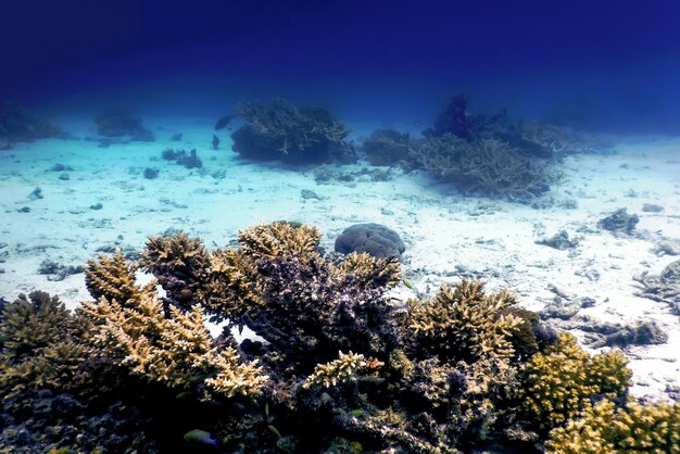 Onderwater uitzicht op het koraalrif, Tropische wateren, Zeeleven