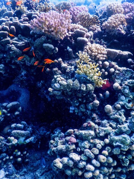 Onderwater uitzicht op het koraalrif, Tropische wateren, Zeeleven