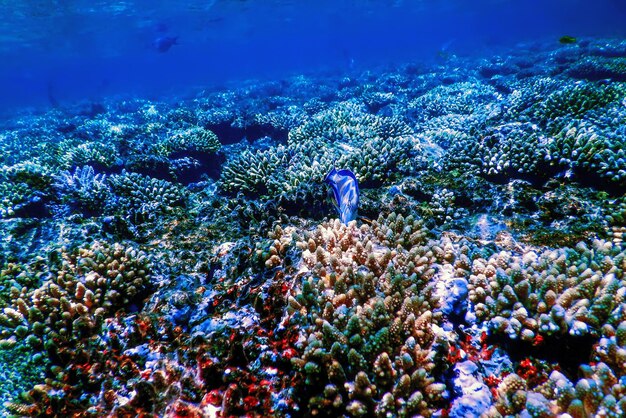 Onderwater uitzicht op het koraalrif, Tropische wateren, Zeeleven