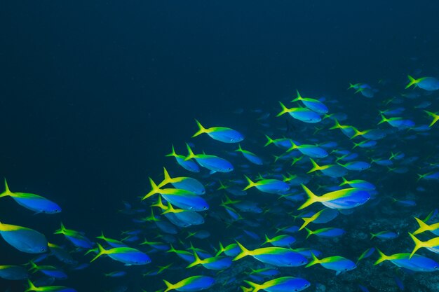Onderwater uitzicht op tropische vissen
