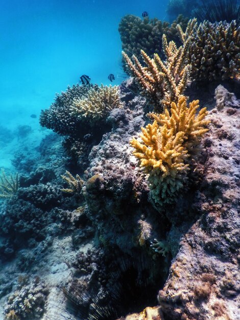 Onderwater zicht op het koraalrif Tropische wateren