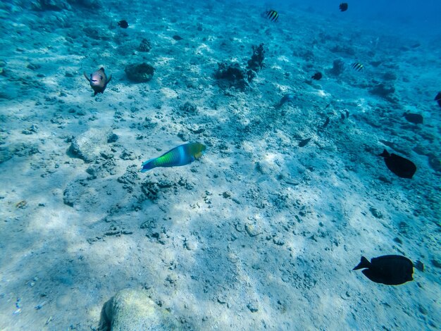 Onderwater zicht op papegaaivissen op zandbodem Rode Zee