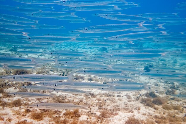 Onderwaterbeeld van kleine doorzichtige vissen die drijven in helder turquoise zeewater bij de zandbodem op een zonnige dag
