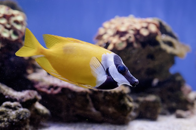 Onderwaterbeeld van vissen in de zee