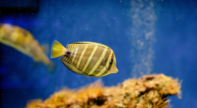 Onderwaterbeeld van vissen in de zee