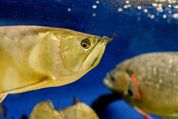 Foto onderwaterbeeld van vissen in de zee