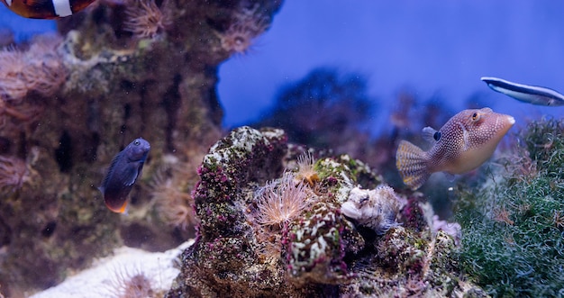 Onderwaterbeeld van zeeplanten en algen in de zee