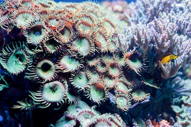 Foto onderwaterbeeld van zeeplanten en algen in de zee