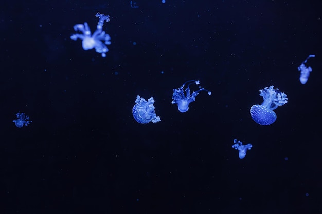 onderwaterfoto van een prachtige Australische gevlekte kwallen
