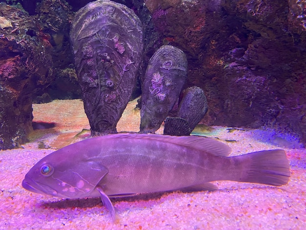 Onderwaterfoto van roofvissen uit zoetwatermeer Dieren en dieren in het wild thema