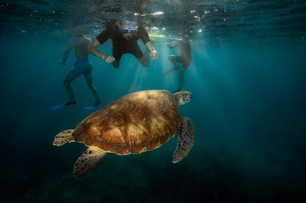 Onderwaterfoto van snorkelaars die een groene zeeschildpad Chelonia mydas observeren