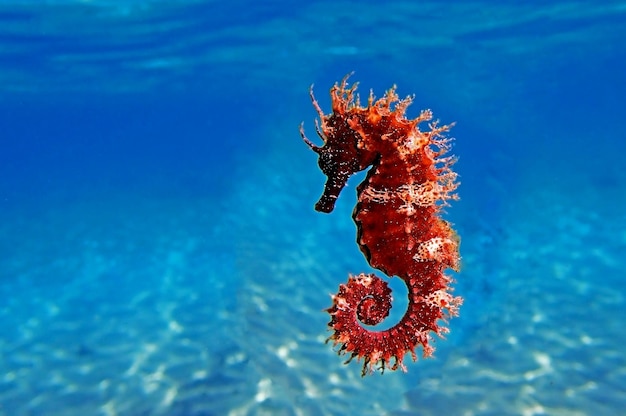 Onderwaterfotografie van zeepaardje - Hippocampus guttulatus