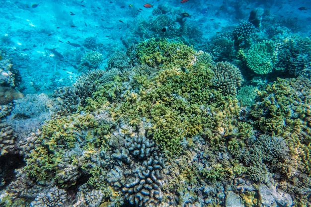 Onderwaterkoraalrif en vissen in de indische oceaan, de maldiven.