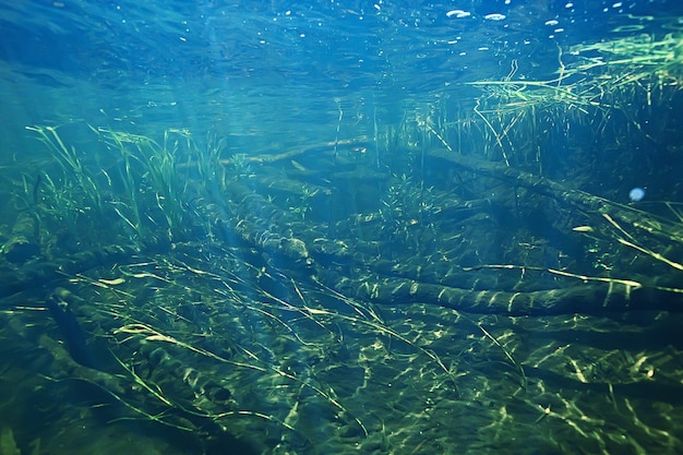 onderwaterlandschap transparant meer / zoet water ecosysteem ongebruikelijk landschap onder water