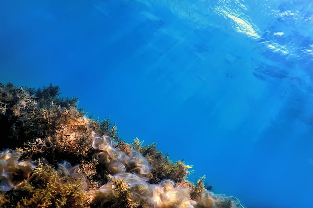 Onderwaterlandschapsrif met algen, blauwe onderwaterachtergrond