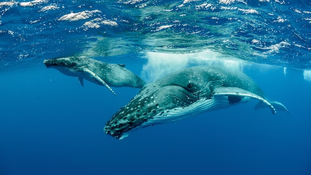 Onderwateropname van bultruggen die zwemmen in de Stille Oceaan