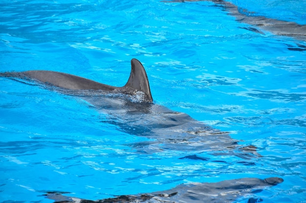 Onderwaterschool van zilvergrijze vissen in aquarium