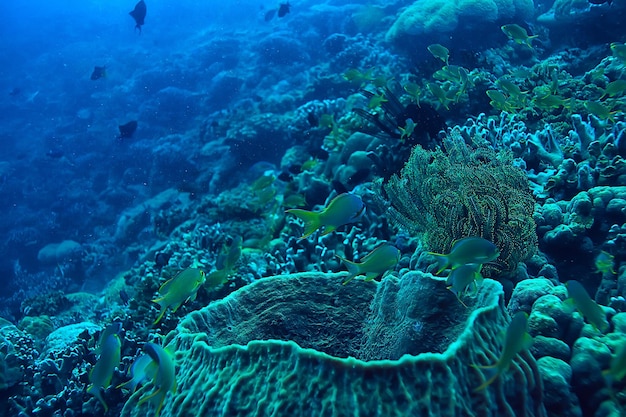 Foto onderwaterwereld / blauwe zee-wildernis, wereldoceaan, geweldig onderwater