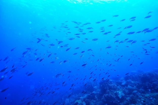 onderwaterwereld / blauwe zee-wildernis, wereldoceaan, geweldig onderwater