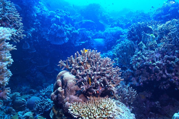 onderwaterwereld / blauwe zee-wildernis, wereldoceaan, geweldig onderwater